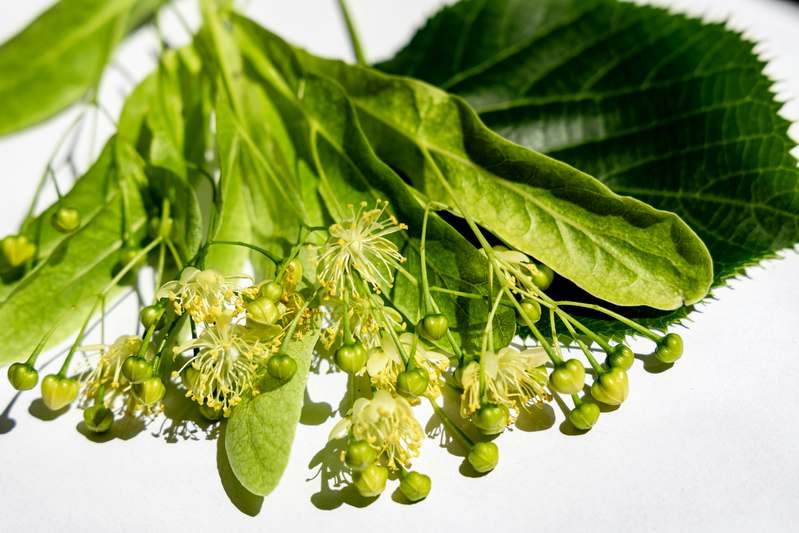 Close-up photo of fresh Gymnema sylvestre leaves with dewdrops on vibrant green foliage against soft natural light background
